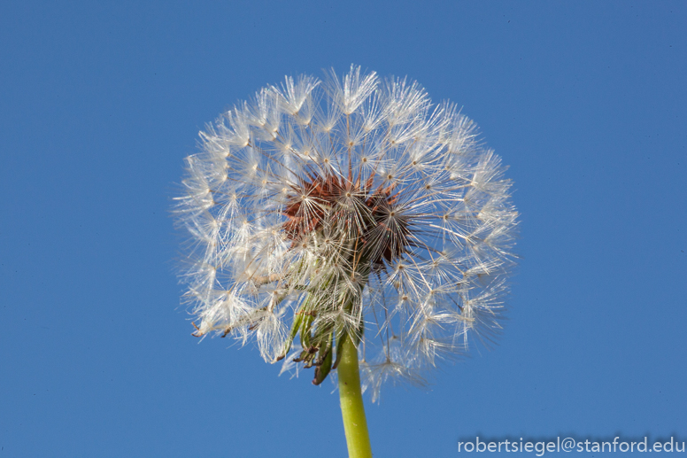 dandelion